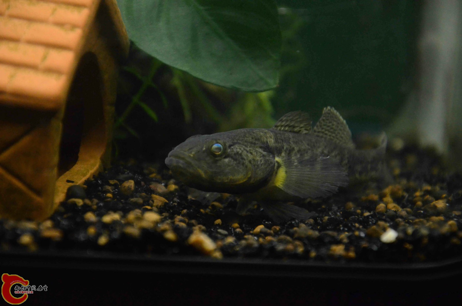 Sineleotris chalmersi x2.jpg