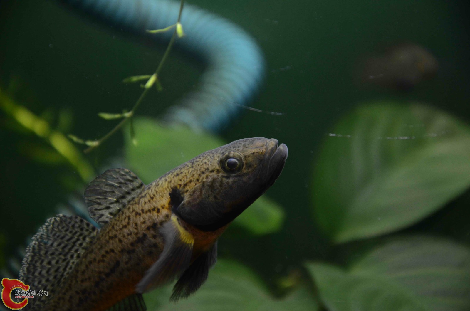 Sineleotris chalmersi x4.jpg