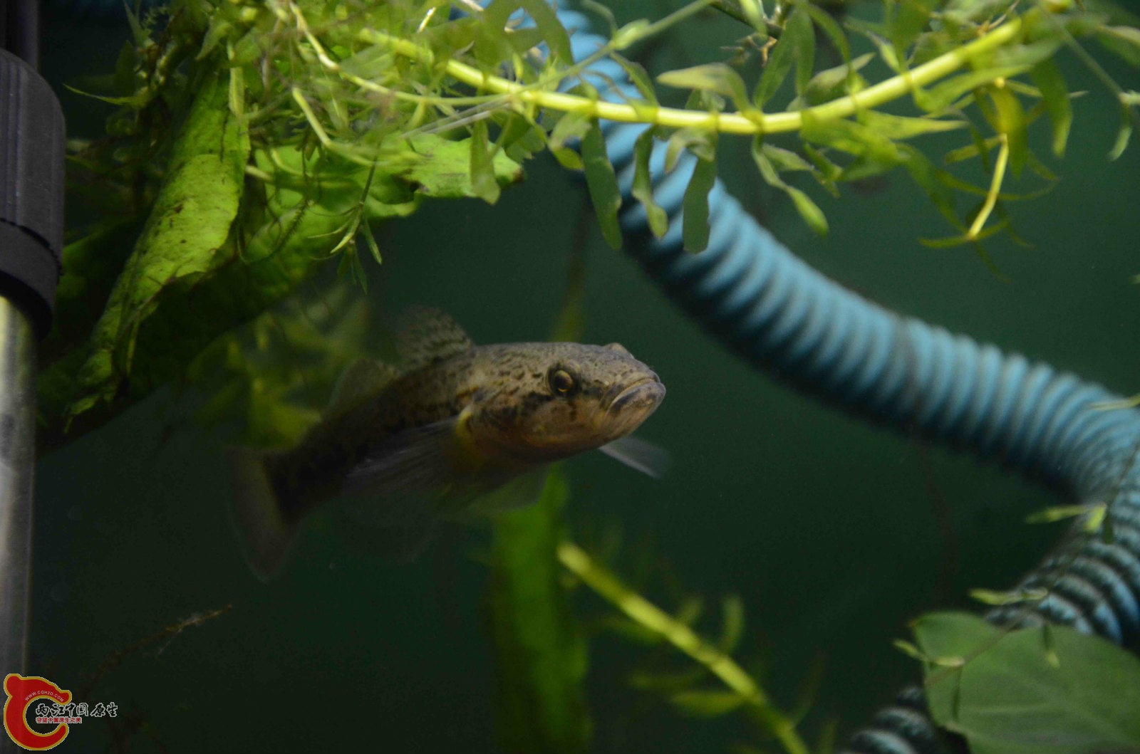 Sineleotris chalmersi x5.jpg