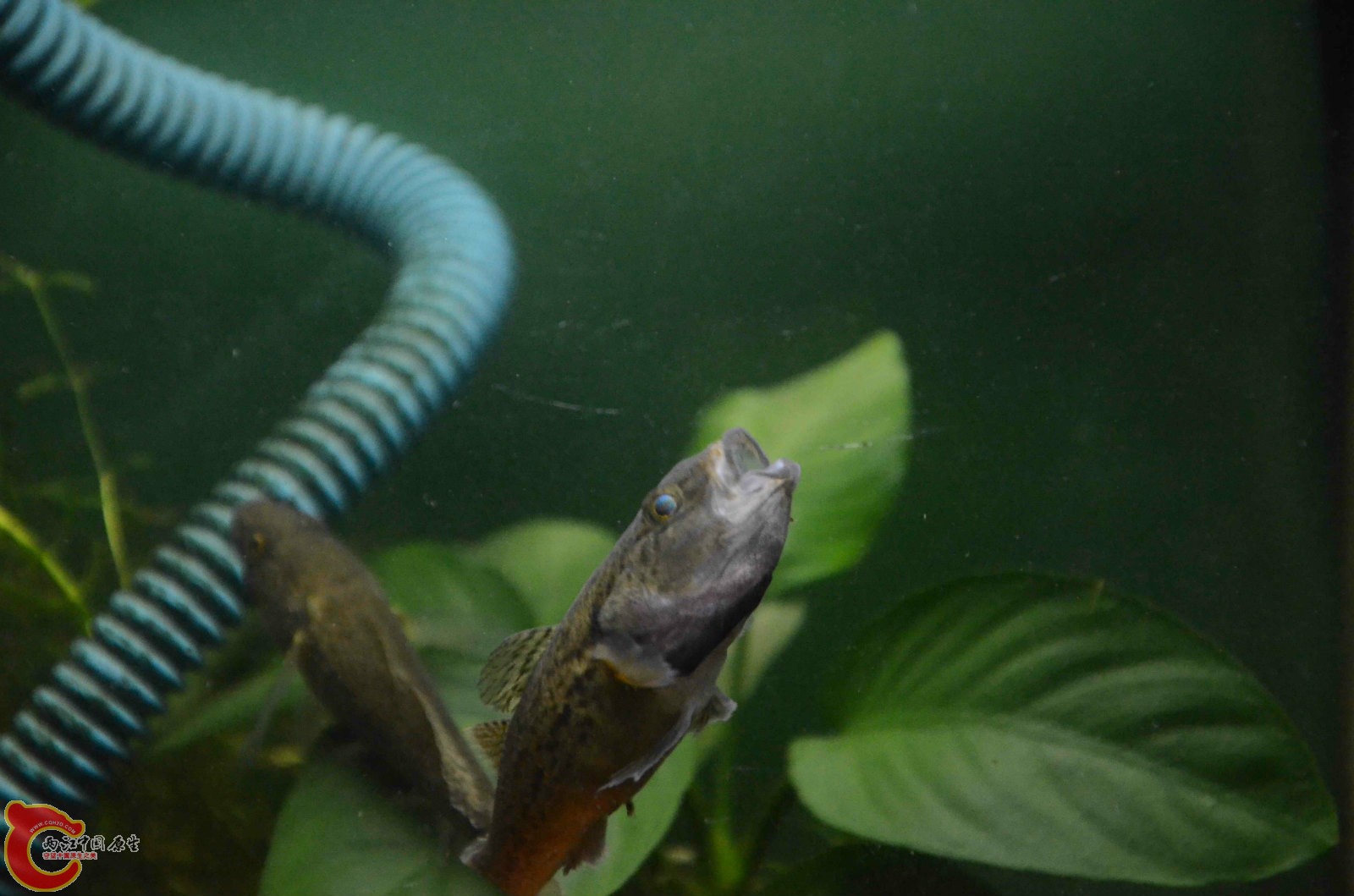 Sineleotris chalmersi x6.jpg