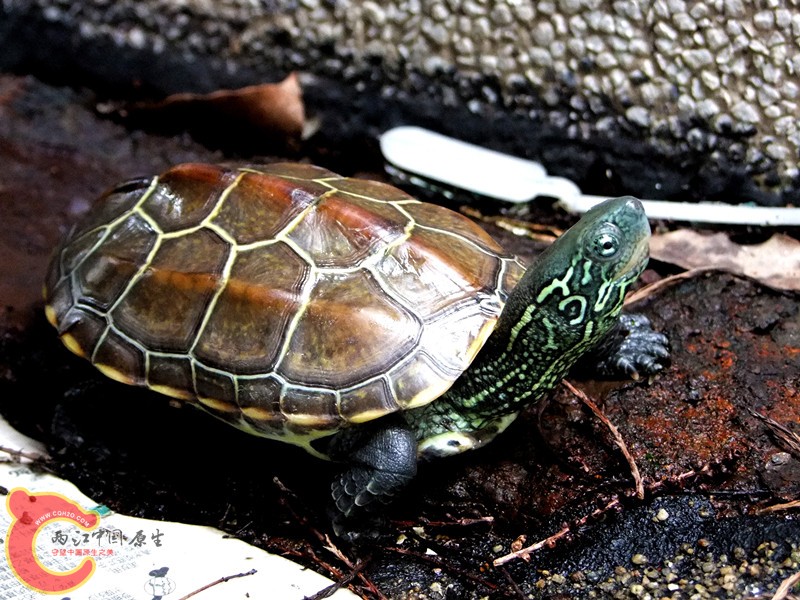 DSCF6367.JPG
