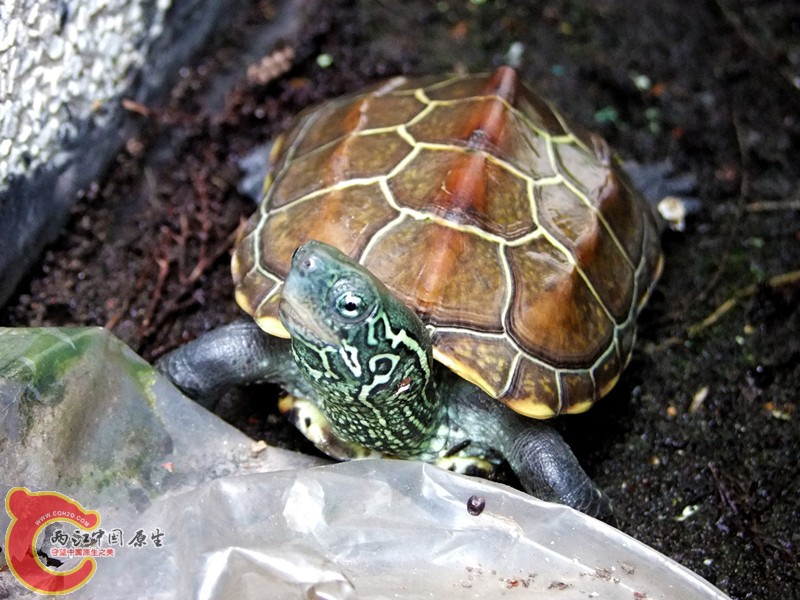 DSCF6368.JPG