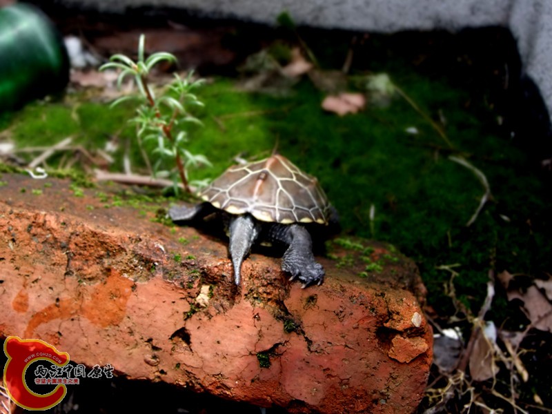 DSCF6372.JPG