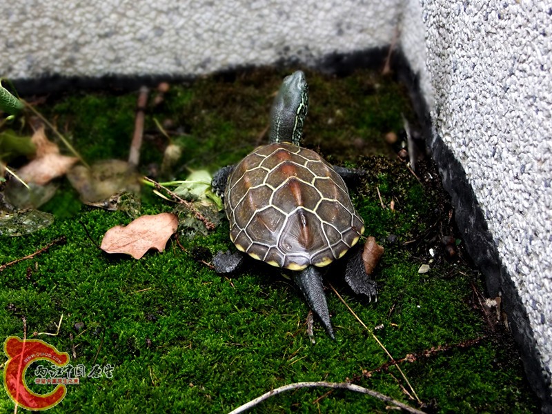 DSCF6375.JPG
