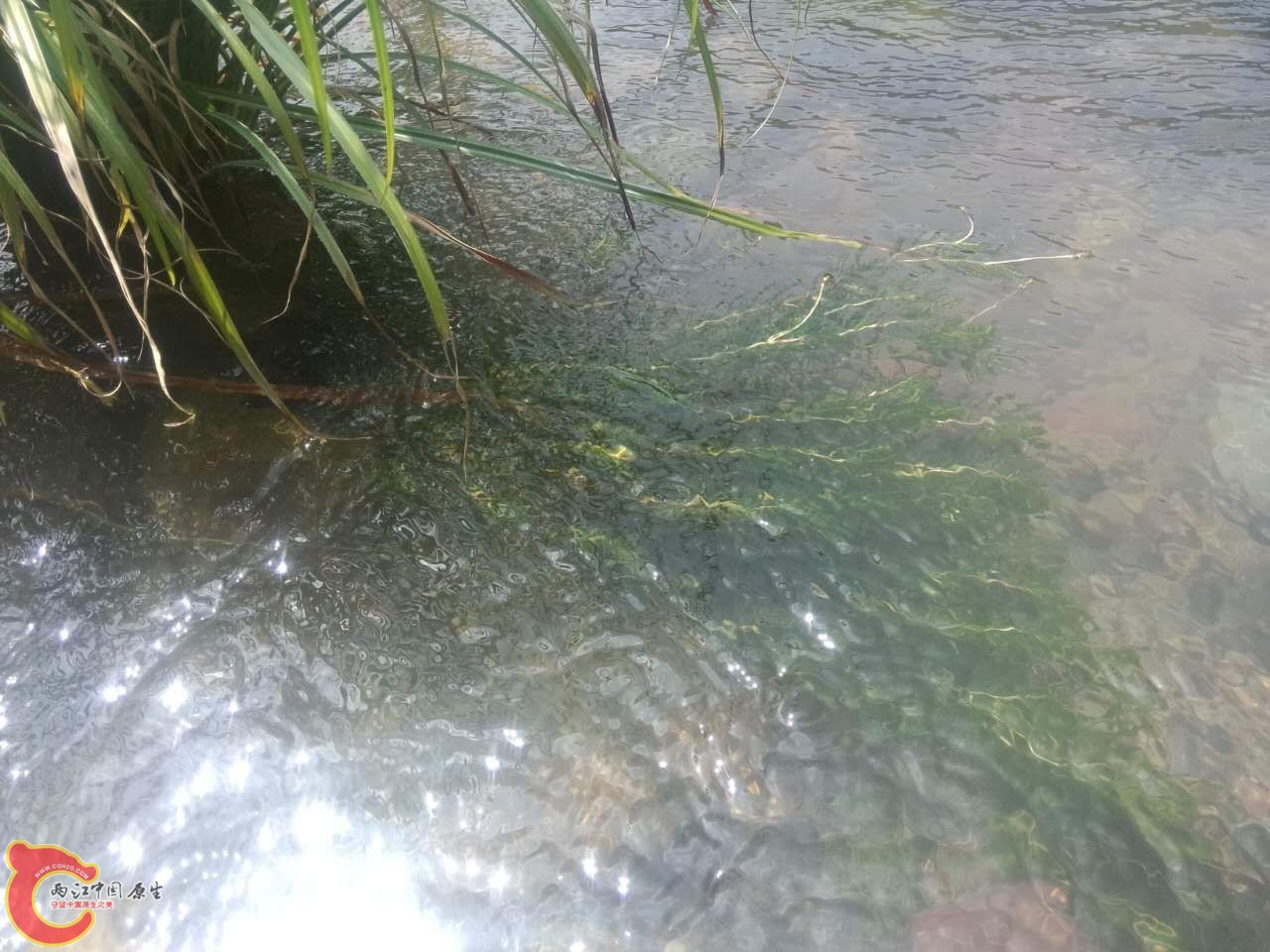 有水草