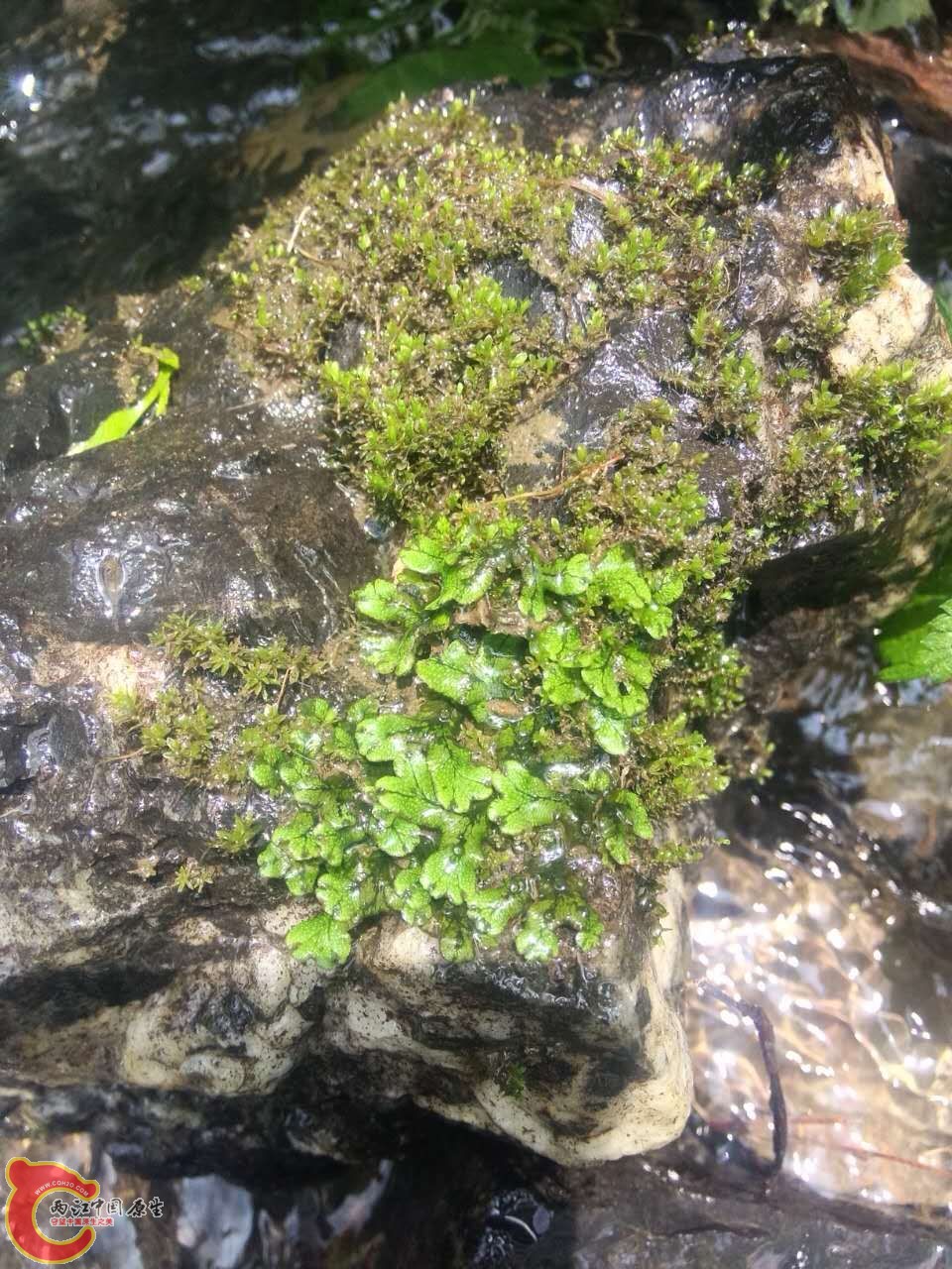 这上面的叫什么？