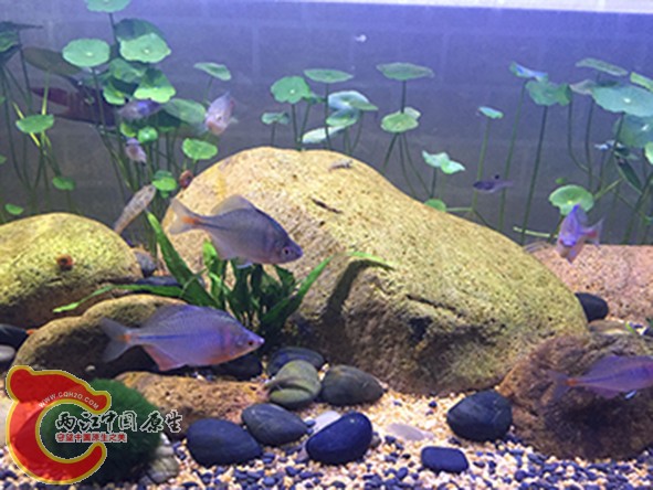 无处不在的鳑鲏。实在是太爱吃。我手机到哪他们就到哪