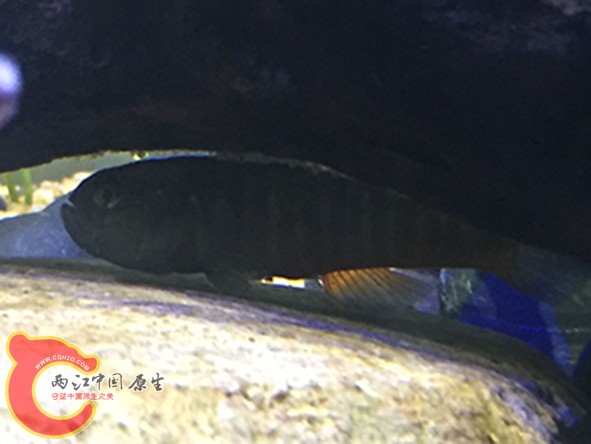 护卵的黄黝，缸霸之一