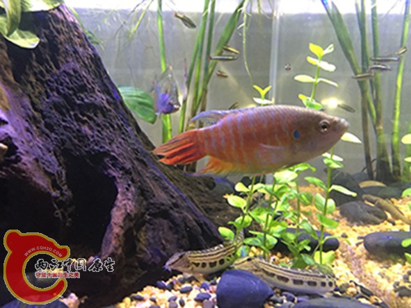 难得靠过来的国斗