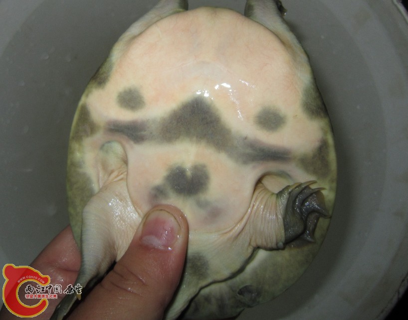 泥鳅可钓不到