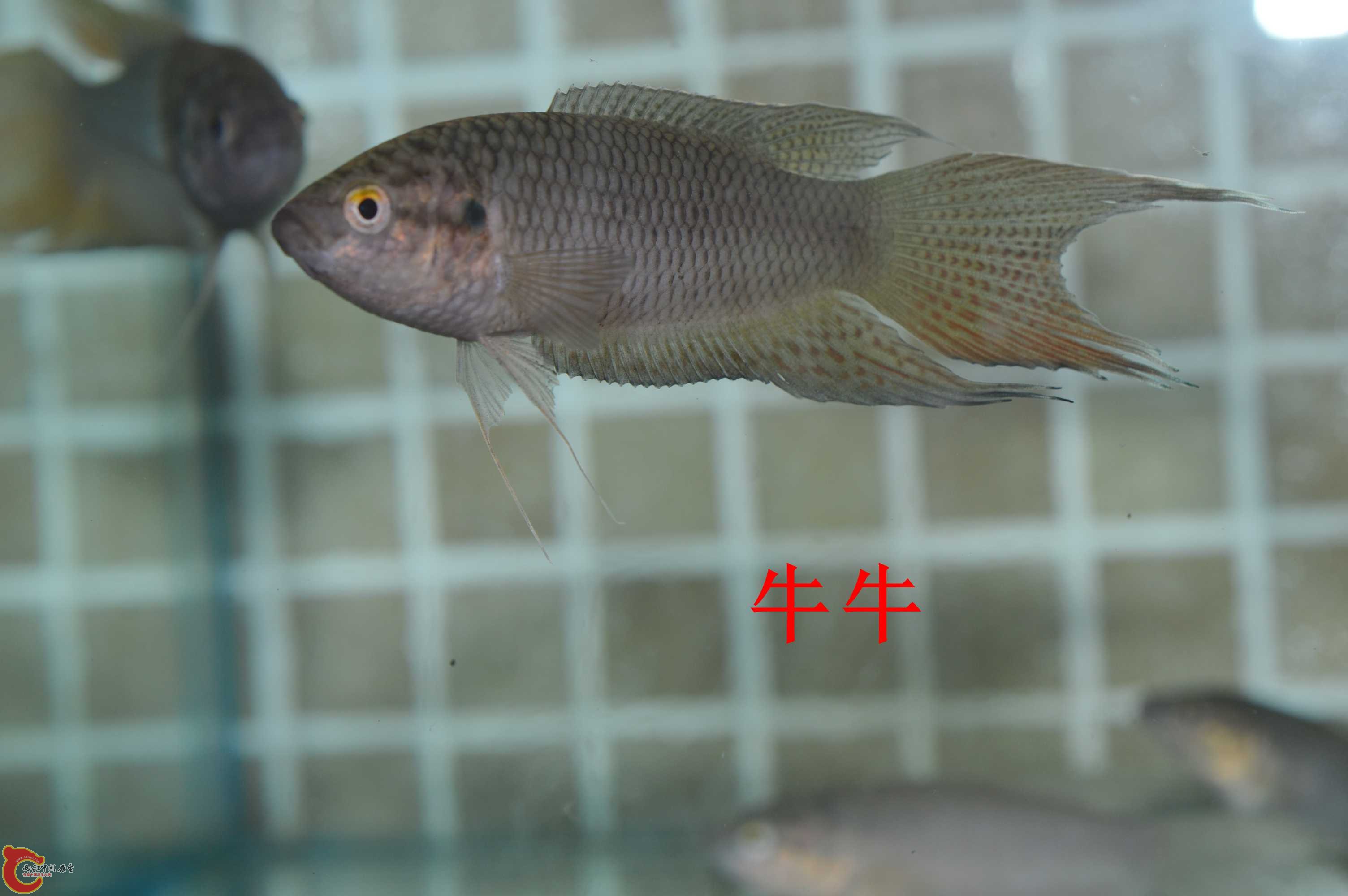 DSC_0004.jpg
