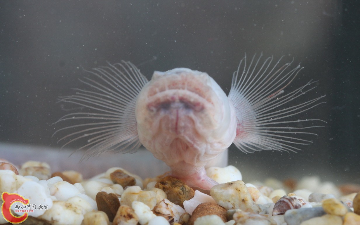 狼牙虾虎鱼漂亮的胸鳍