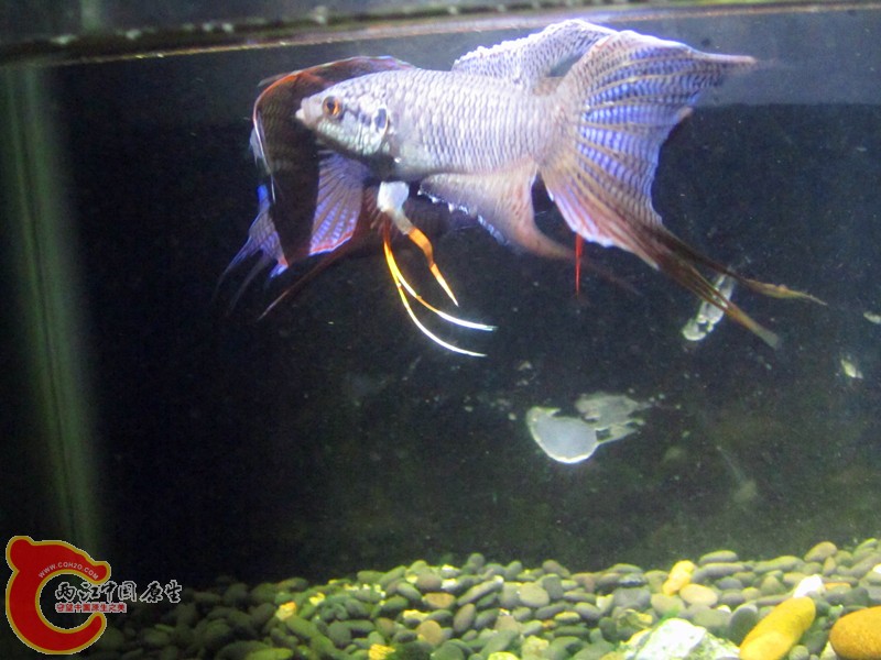 IMG_8037_副本.jpg