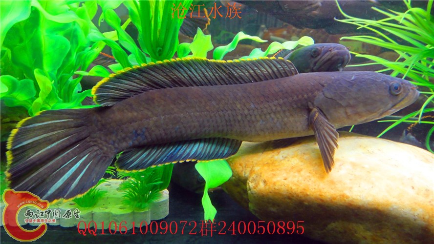 DSC08855_副本1.jpg