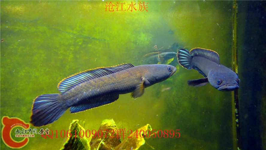 DSC08957_副本.jpg