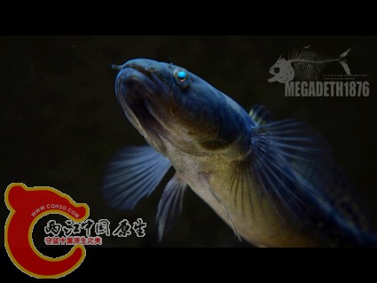 中华乌塘鳢 Bostrychus sinensis