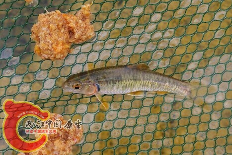 雄性黑鳍鳈