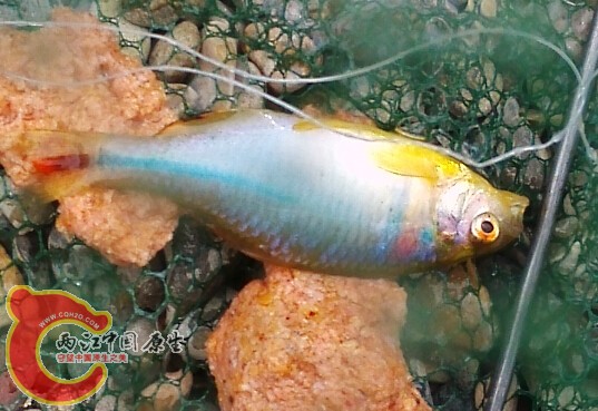嘴有这么大