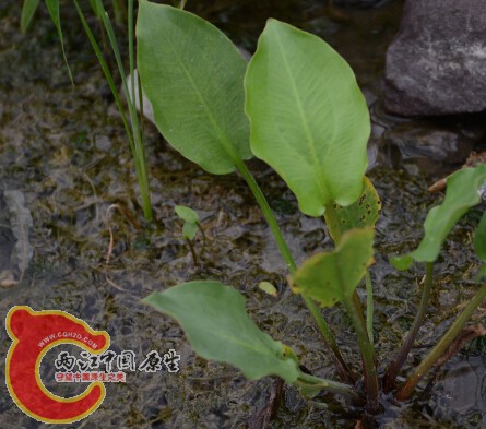 这种阔叶植物是啥