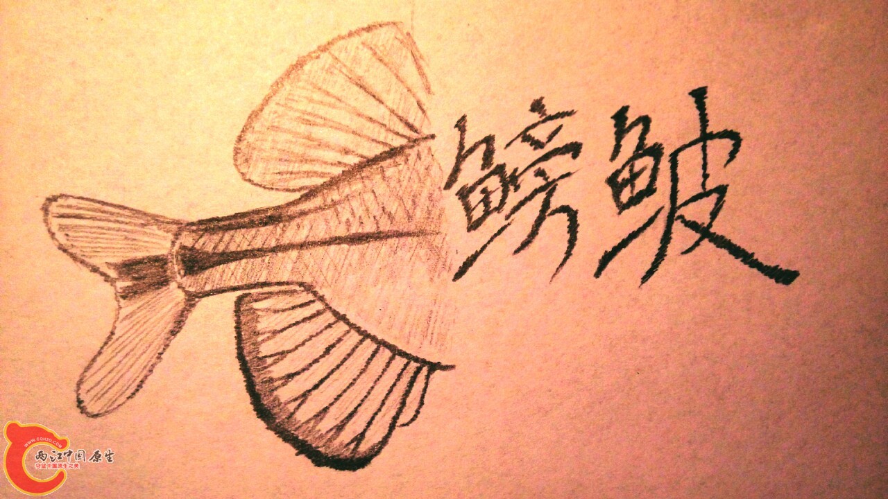 取自 彩石鳑鲏