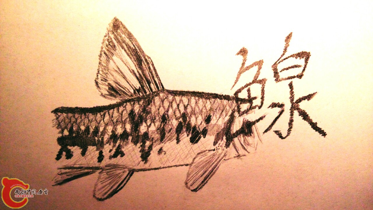取自 黑鳍鳈