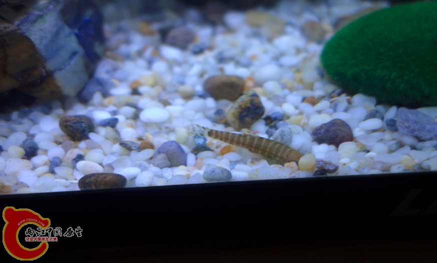 埋头觅食
