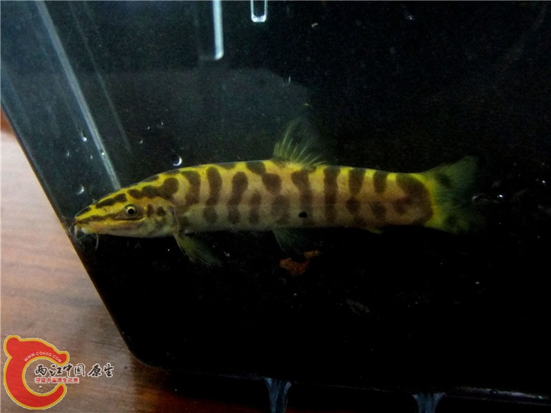 DSCF6600.jpg