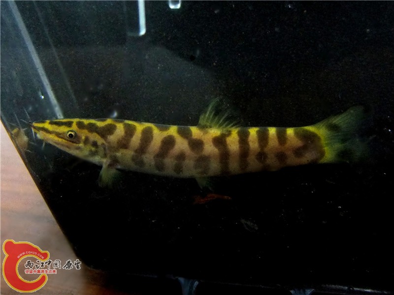 DSCF6601.jpg