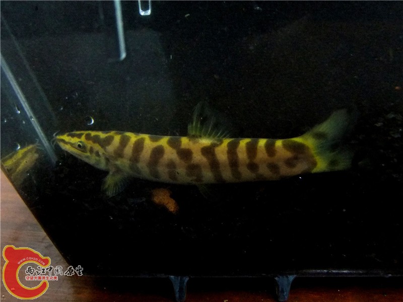 DSCF6602.jpg