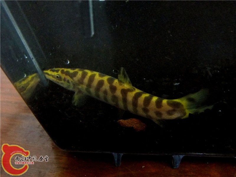 DSCF6603.jpg