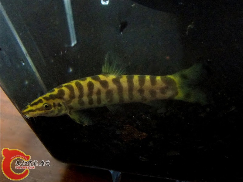 DSCF6604.jpg