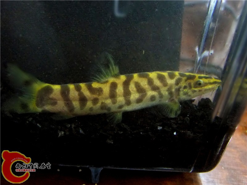 DSCF6605.jpg