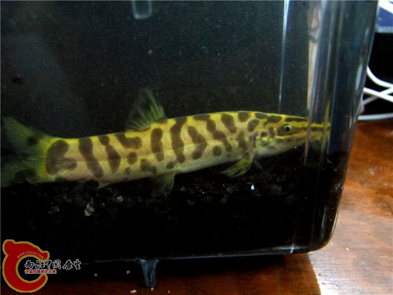 DSCF6606.jpg