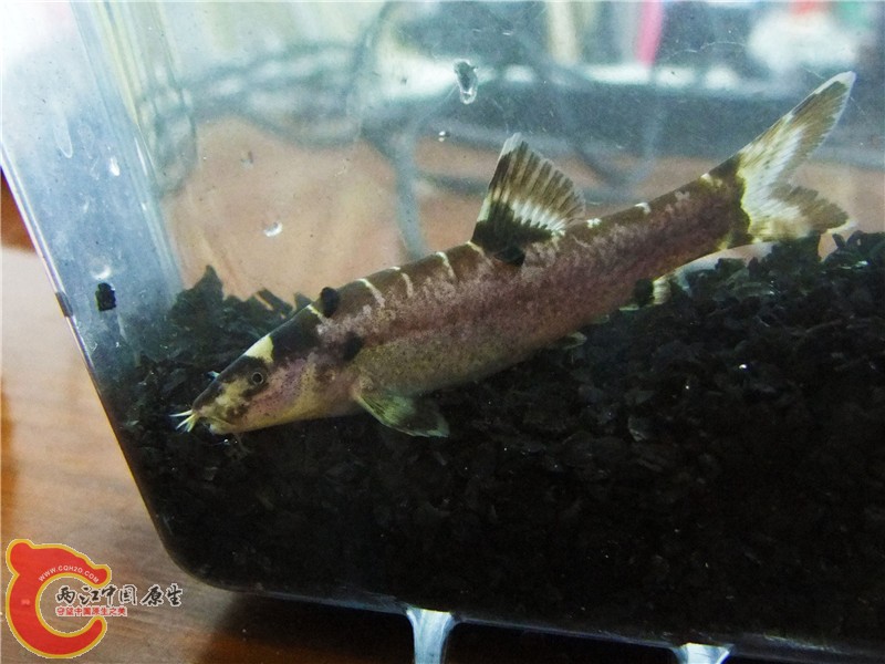 DSCF6612.jpg