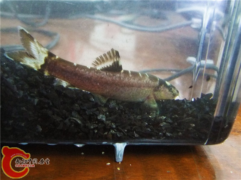 DSCF6614.jpg