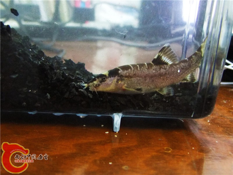 DSCF6615.jpg