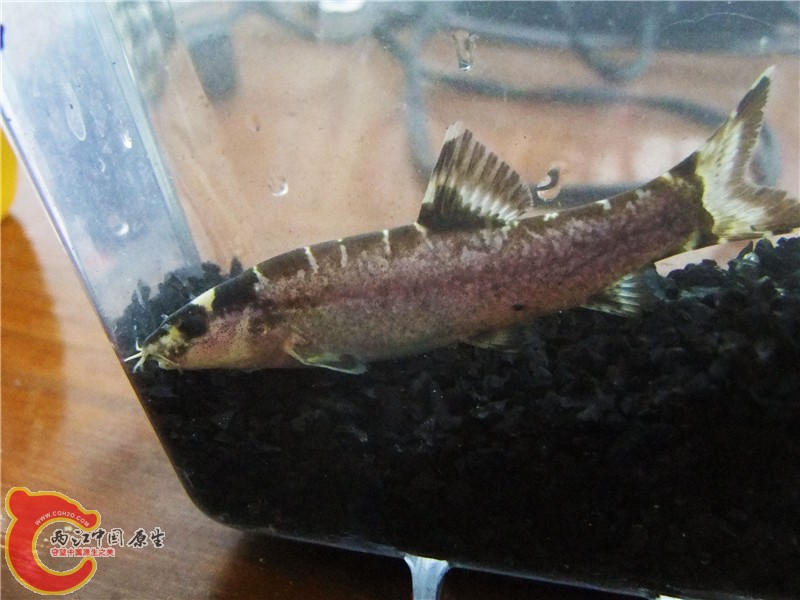 DSCF6617.jpg