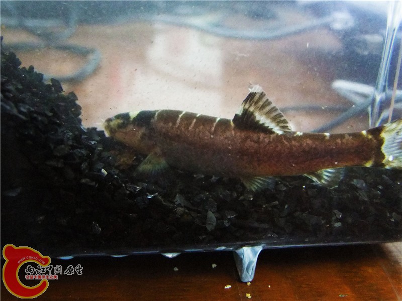 DSCF6620.jpg