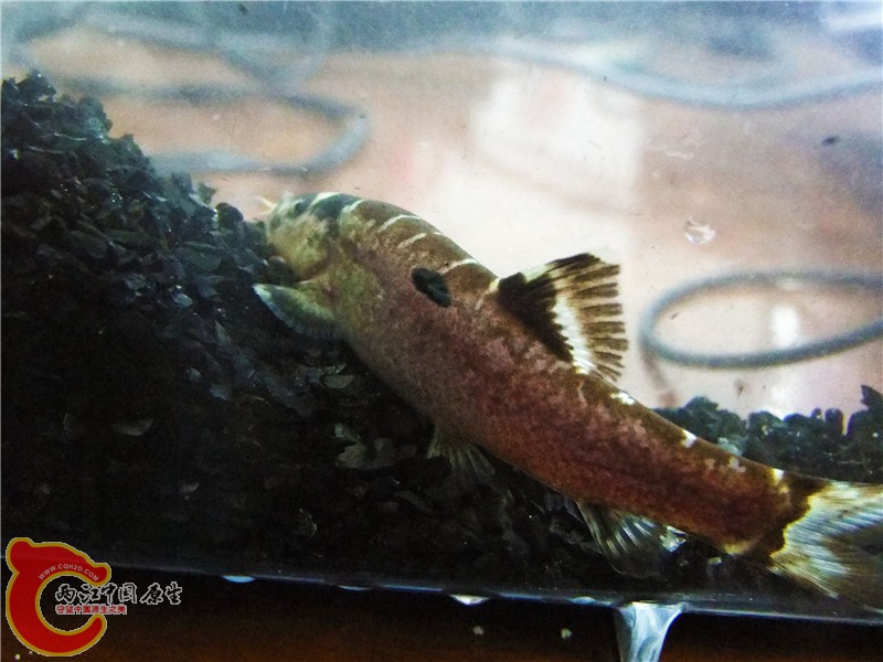 DSCF6623.jpg