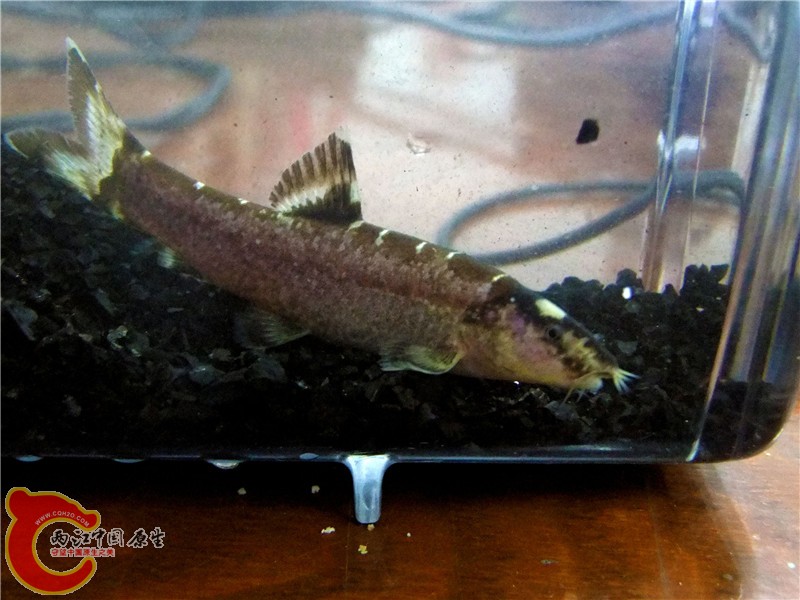 DSCF6625.jpg