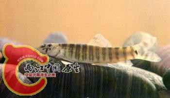 漓江副沙鳅.jpg