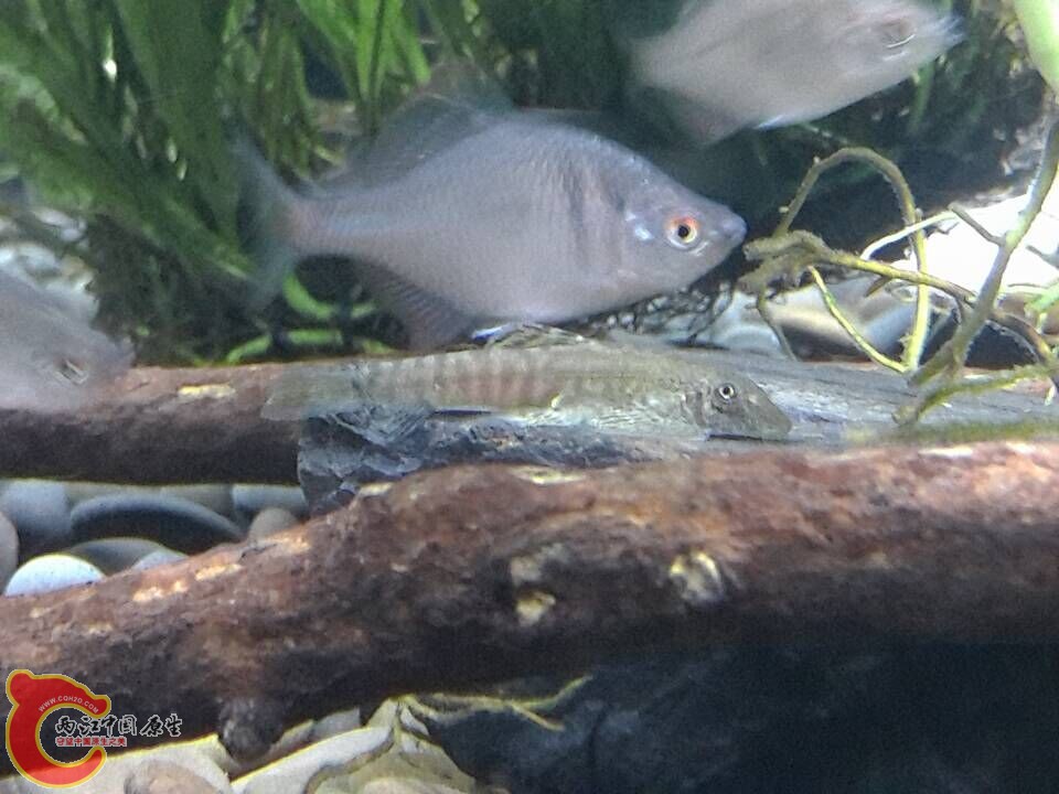 吸鳅2.jpg