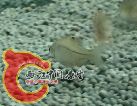 是齐氏还是彩石？