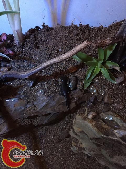 QQ图片20150815093651.jpg