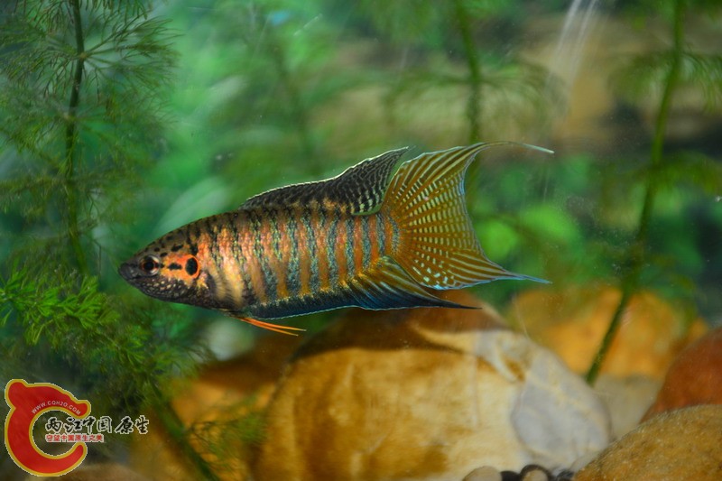 DSC_1239.jpg