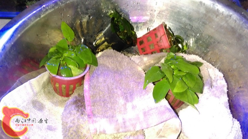 IMAG3310.jpg