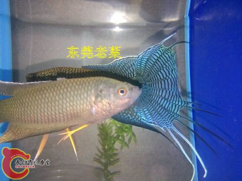 QQ图片20150805114143.jpg