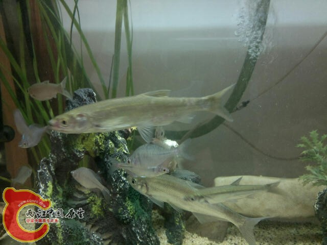 2号缸中的大餐条，目测25CM吧