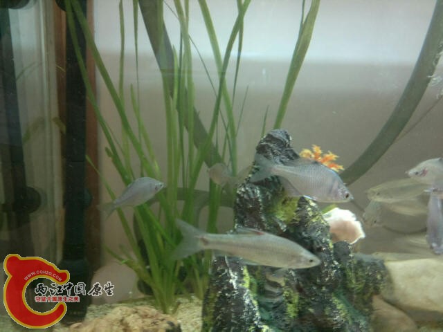 2号缸中的水草，自己河里挖来的，不知道叫什么名