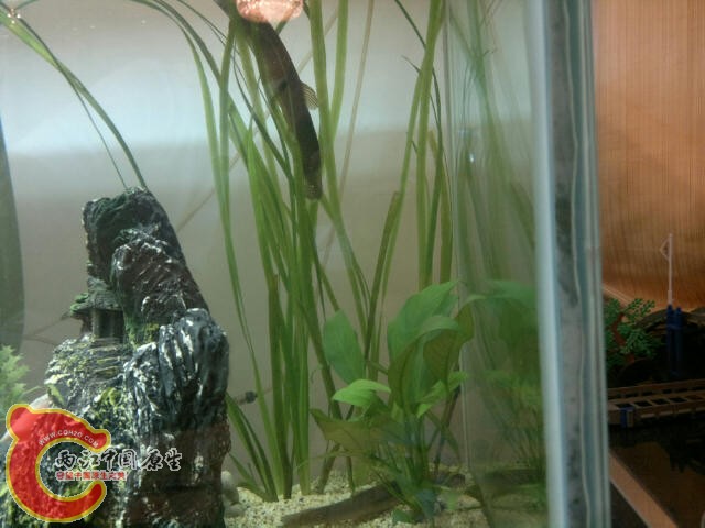 水草上泥鳅在小憩